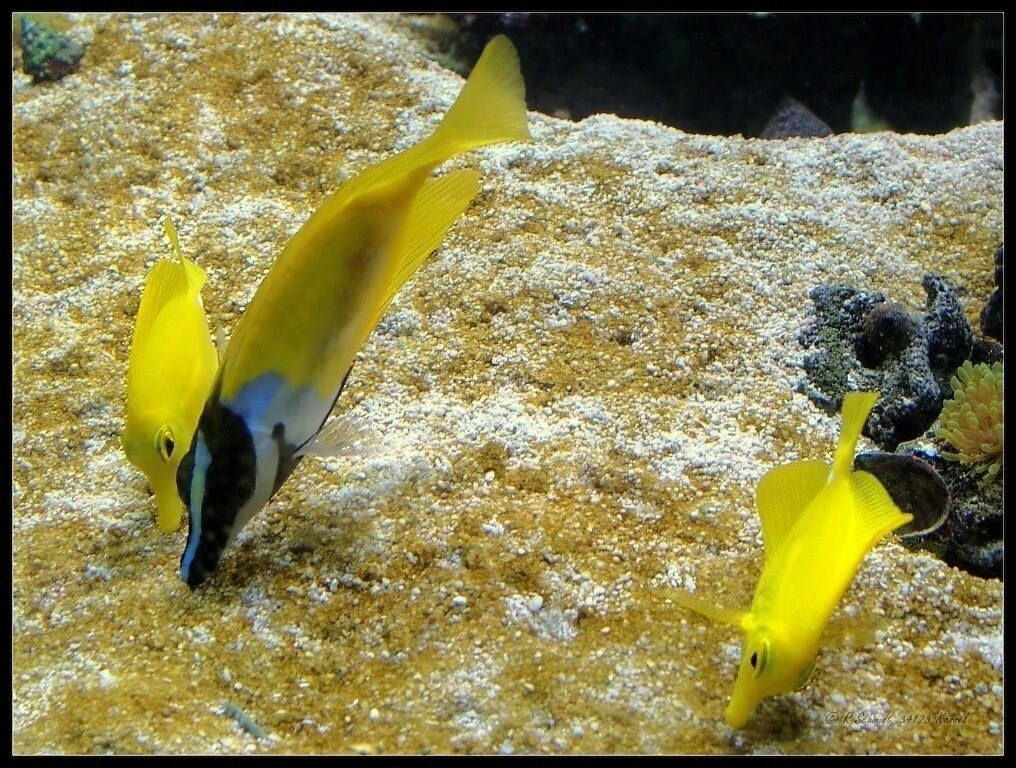 Hawaidoktorfische & Kaninchenfisch II