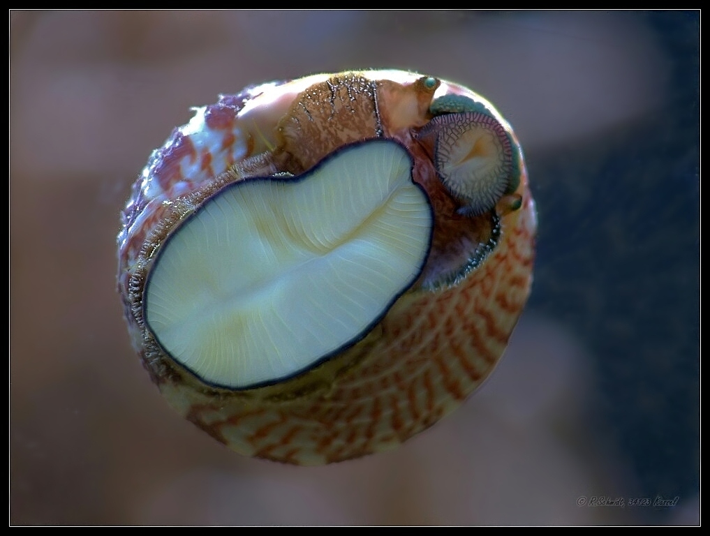 Kreiselschnecke