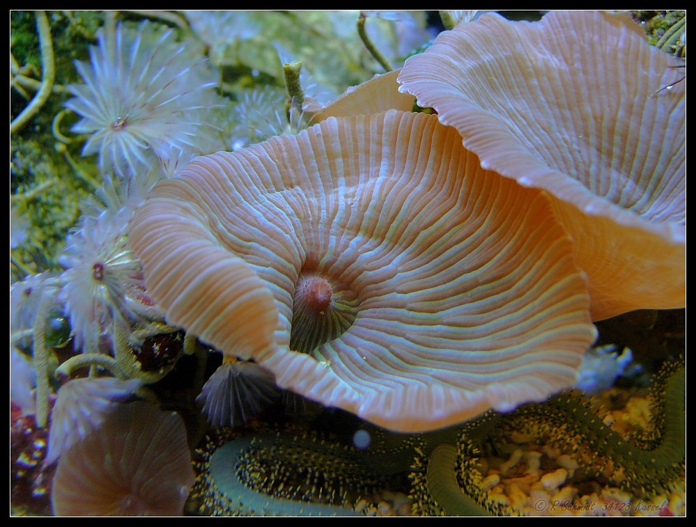 Scheibenanemone IV