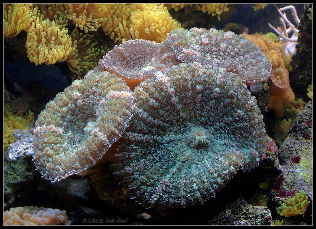 Scheibenanemone I