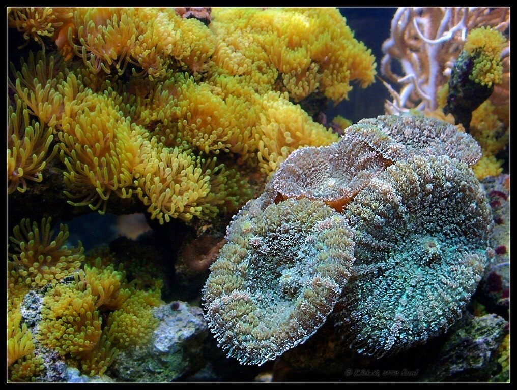 Scheibenanemone II