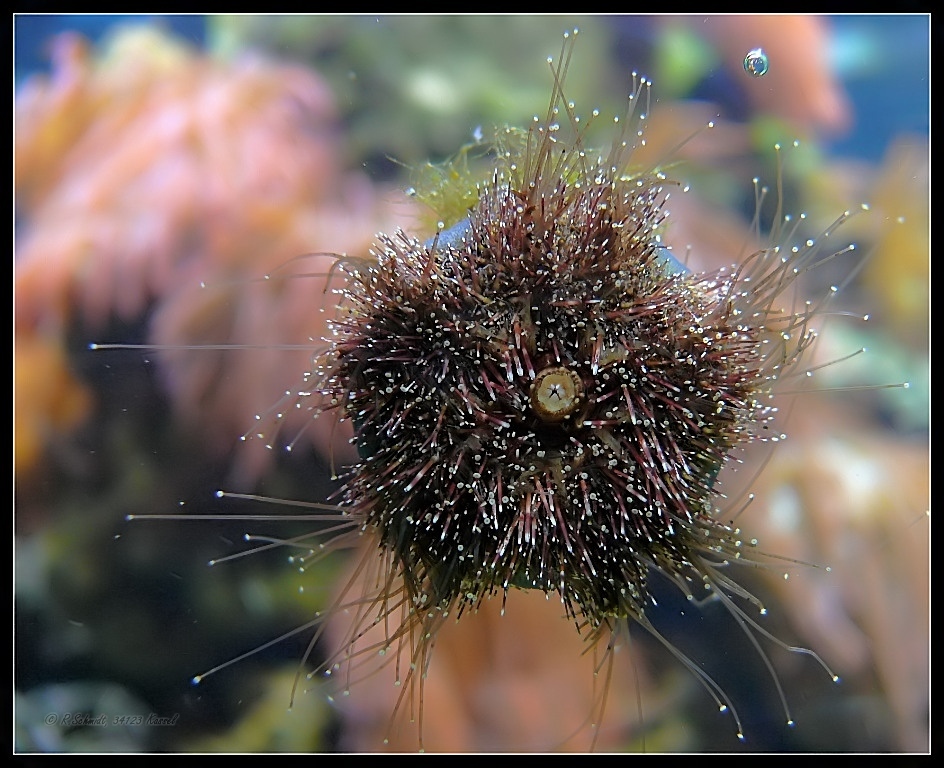Seeigel