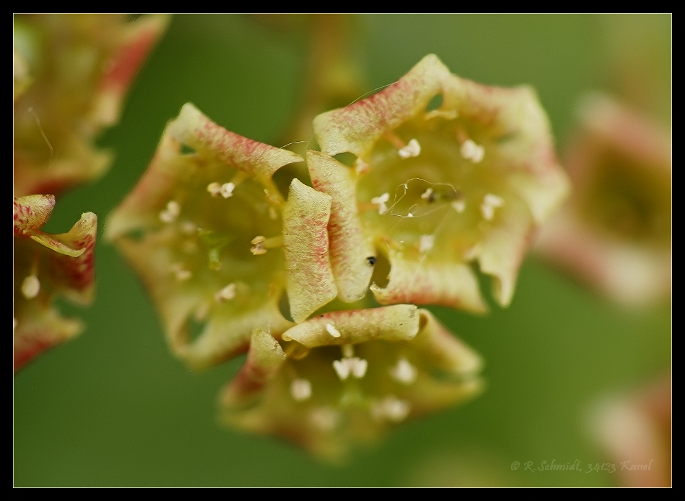 Johannisbeerblüten - Das Originalfoto
