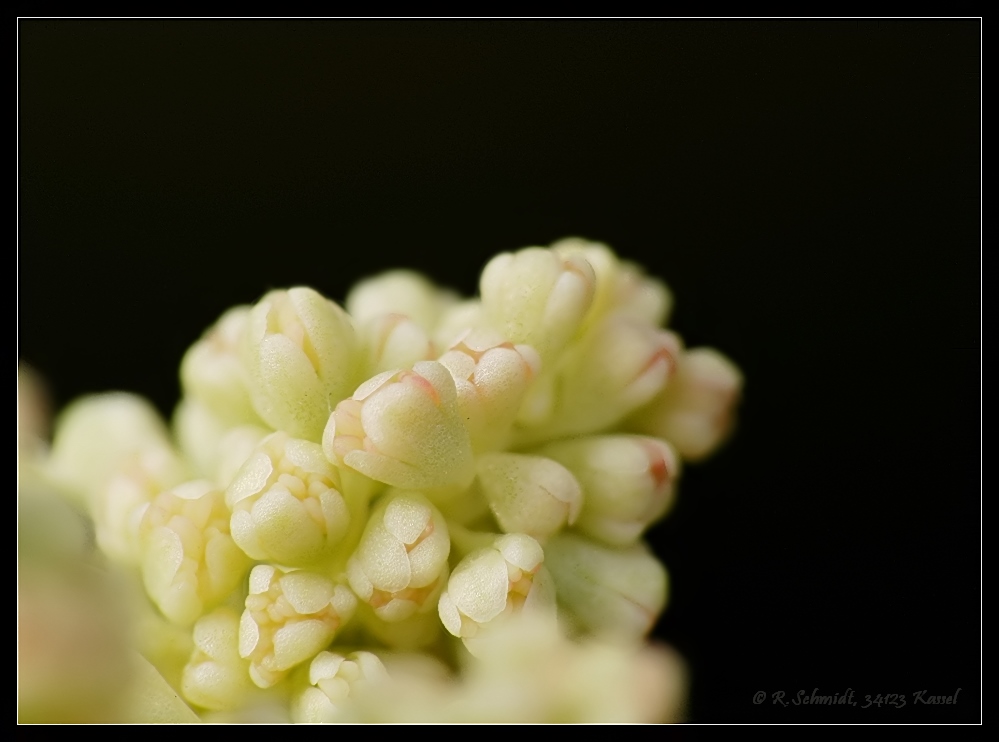 Rhabarberblüten II