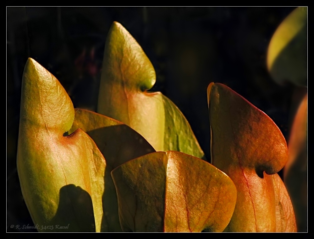 Sarracenia - Hybride