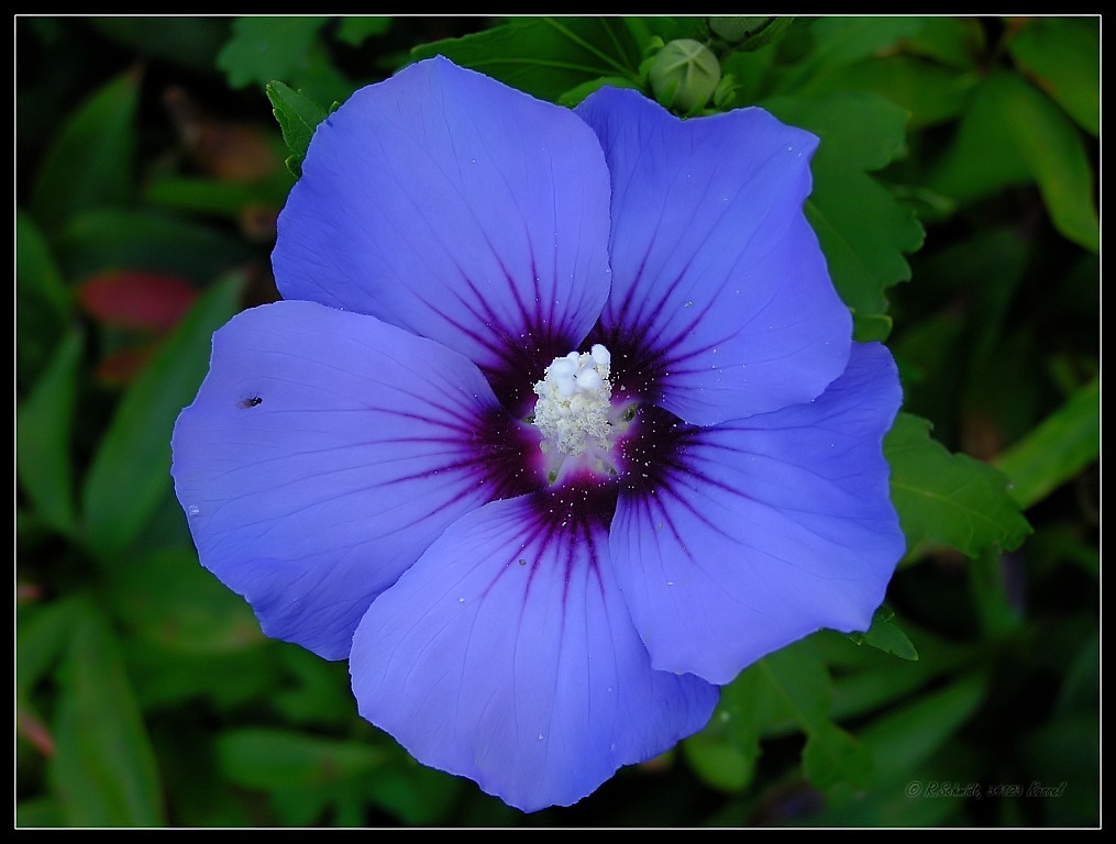 Blauer Hibiskus - Roseneibisch