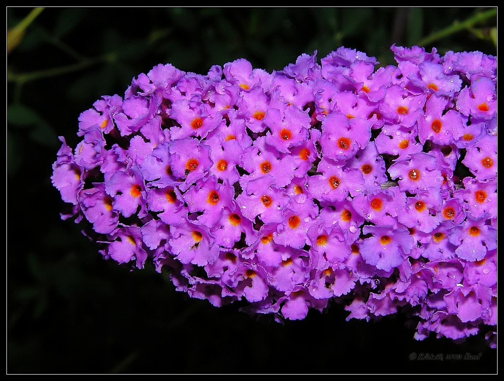 Buddleia