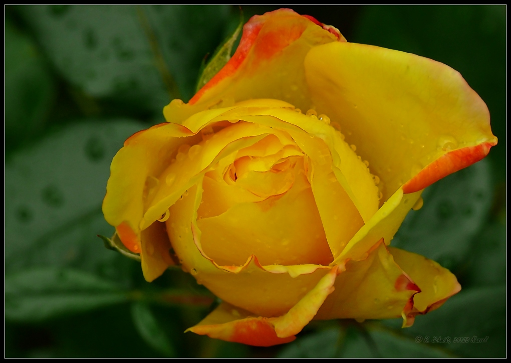 Edelrose