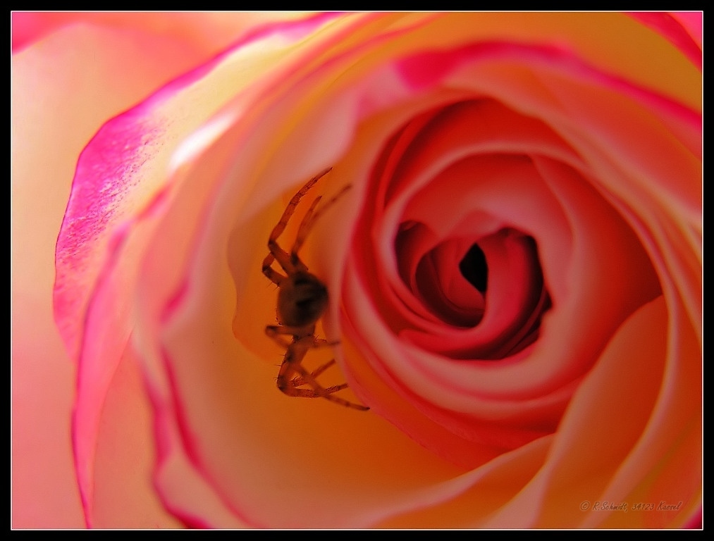 Edelrose II
