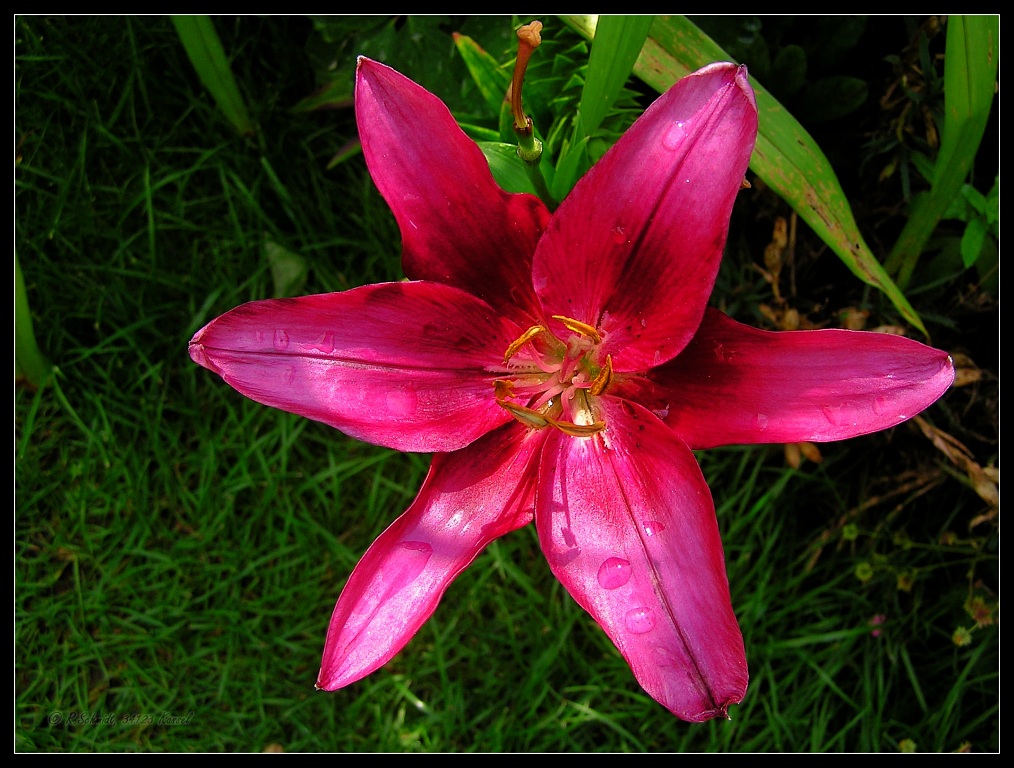Gartenlilie VI