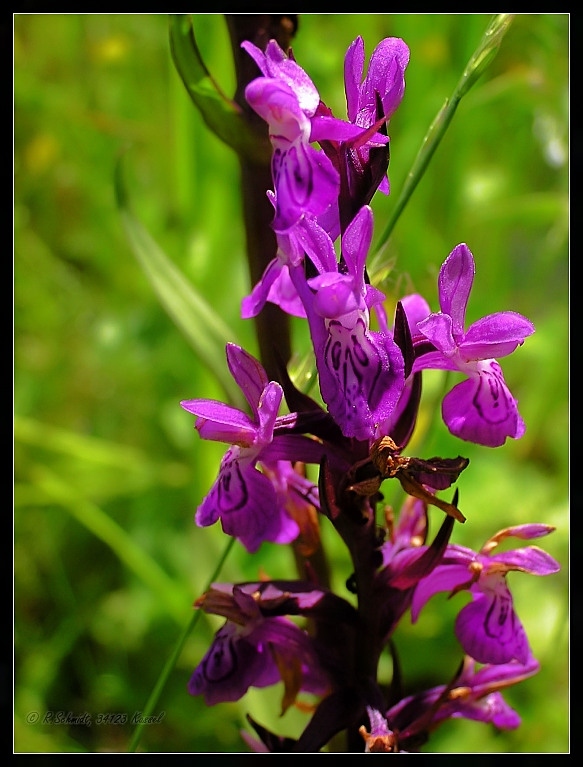 Geflecktes Knabenkraut