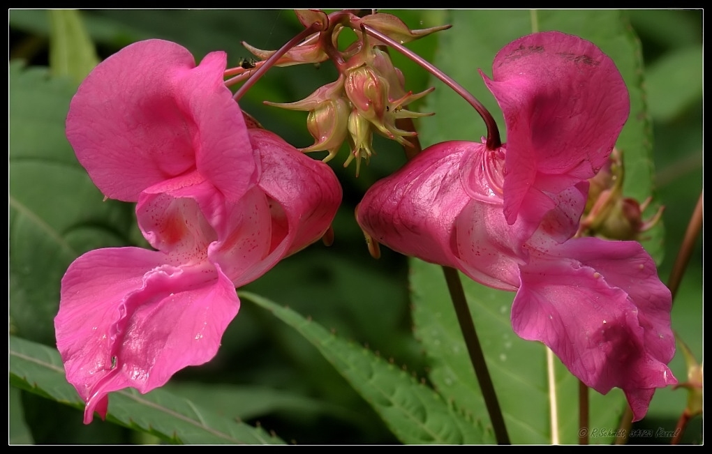 Indisches Springkraut - Impatiens glandulifera