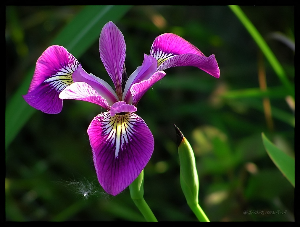 Iris I