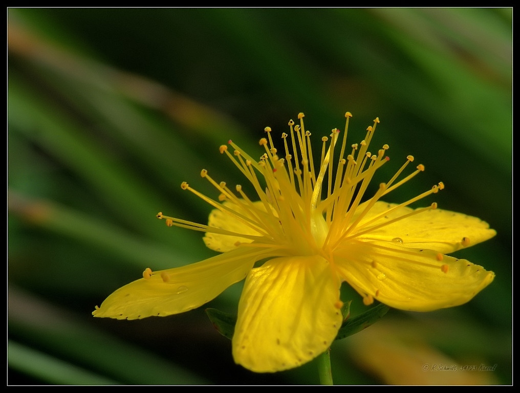 Johanniskrautblüte