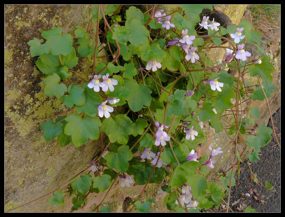 Mauerblümchen - Mauer-Zimbelkraut - Cymbalaria muralis