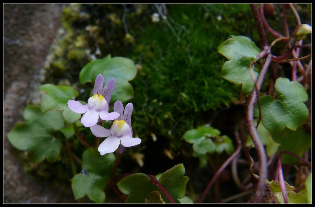 Mauerblümchen