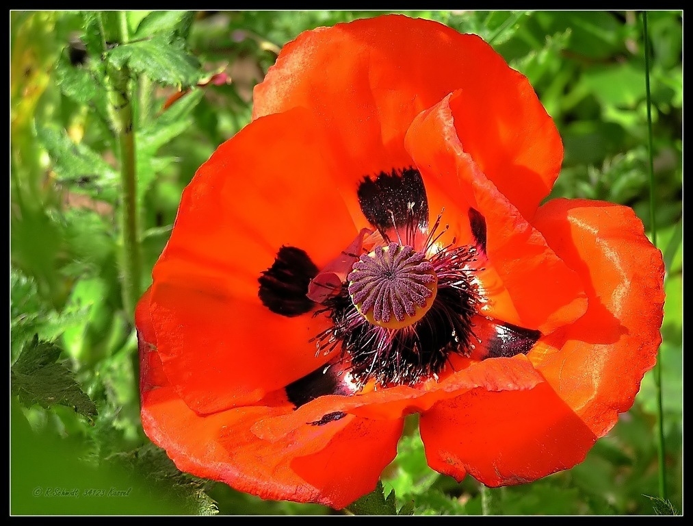 Mohn