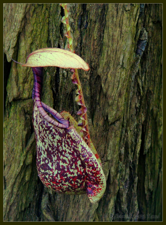 Nepenthes x mizuho kondo...