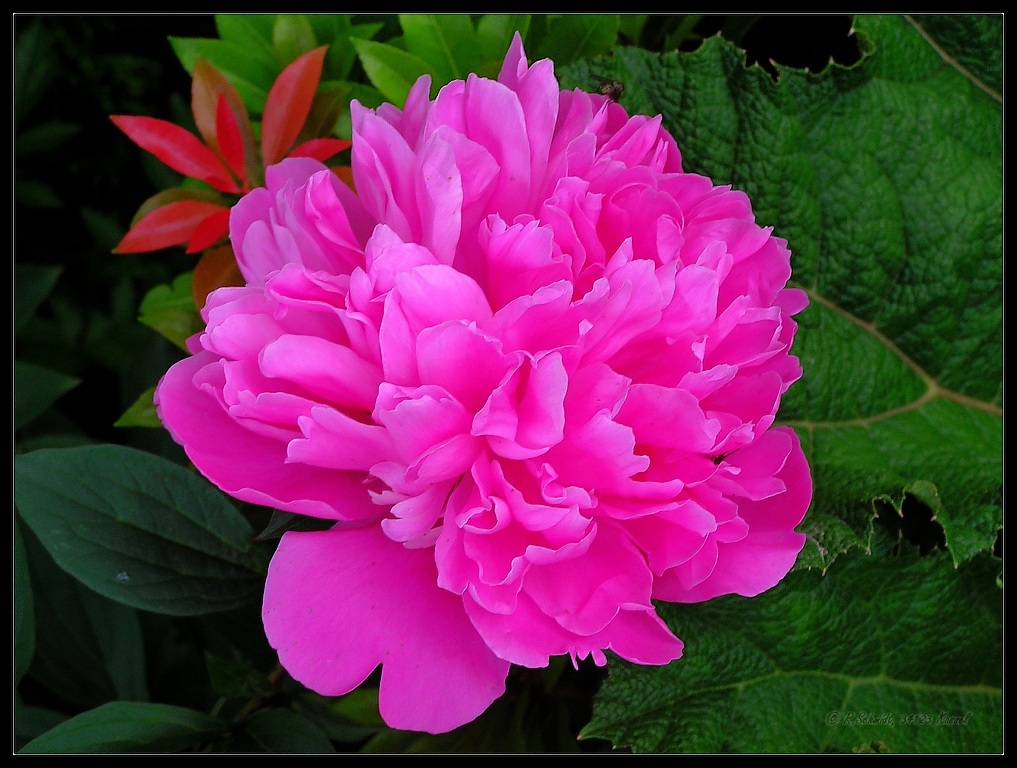 Rosa Pfingstrose