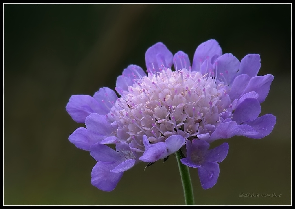Scabiosa
