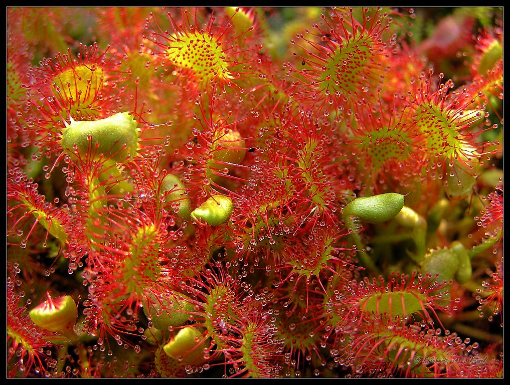 Sonnentau - Drosera rotundifolia