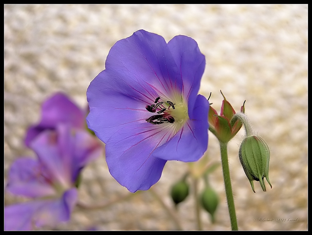 Storchschnabel - Geranium II