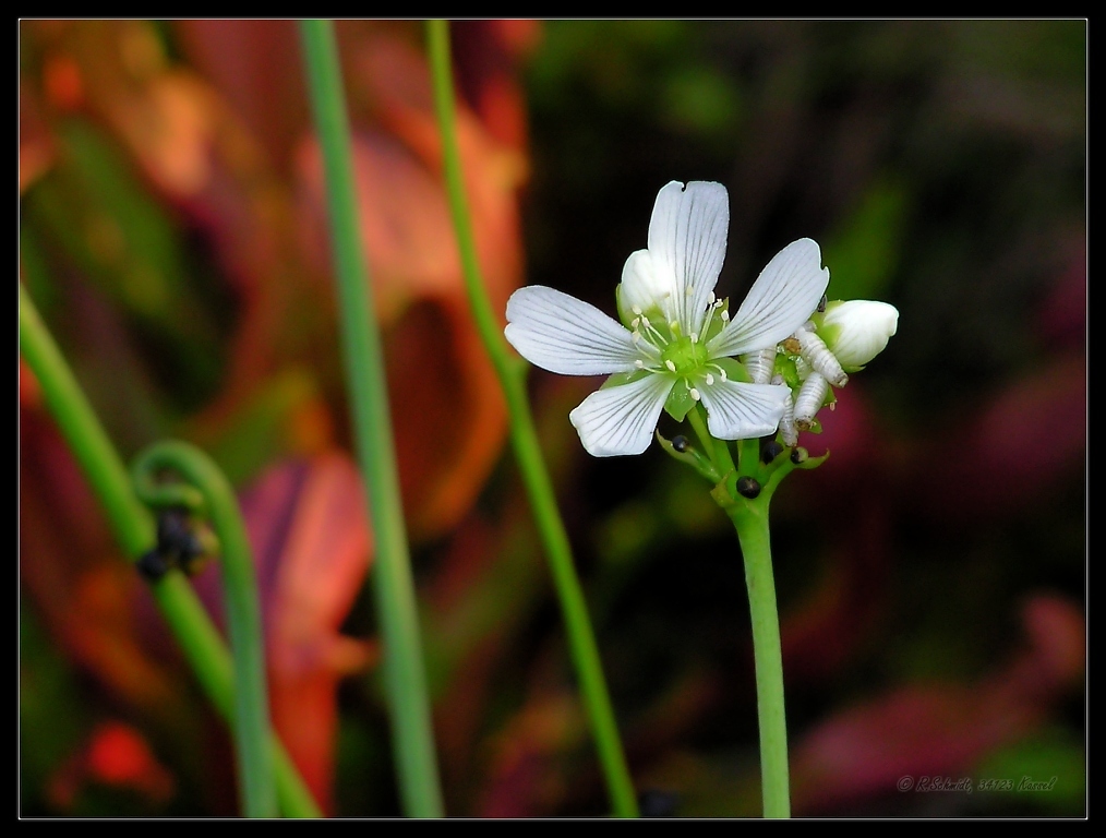 Venus Fliegenfalle - Dionaea muscipula - Blüte