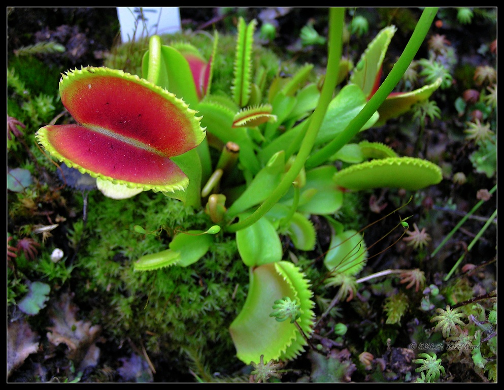 Venus Fliegenfalle II - Dionaea muscipula