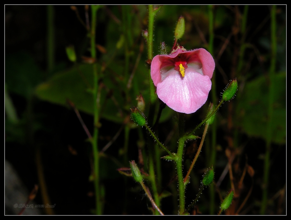 Wasserschlauch - Utricularia