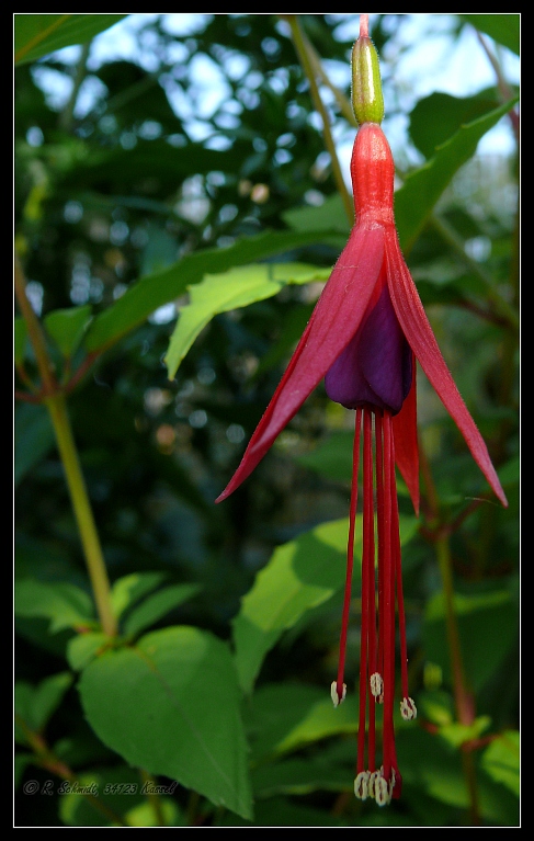 Winterharte Fuchsie