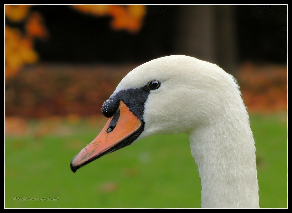 Schwan - Der Exzellenz durch den Schnabel gelinst