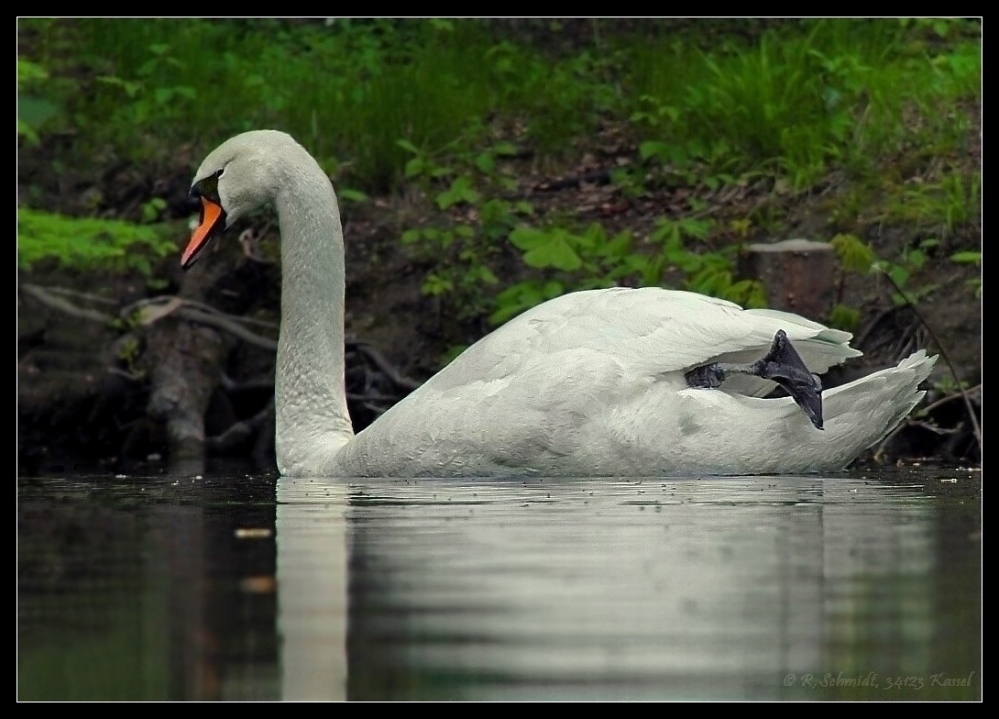 Schwan - relaxed