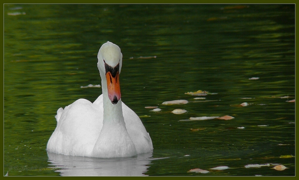 Ein Schawan