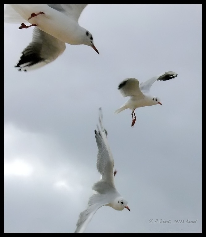 Geier-Sturzflug