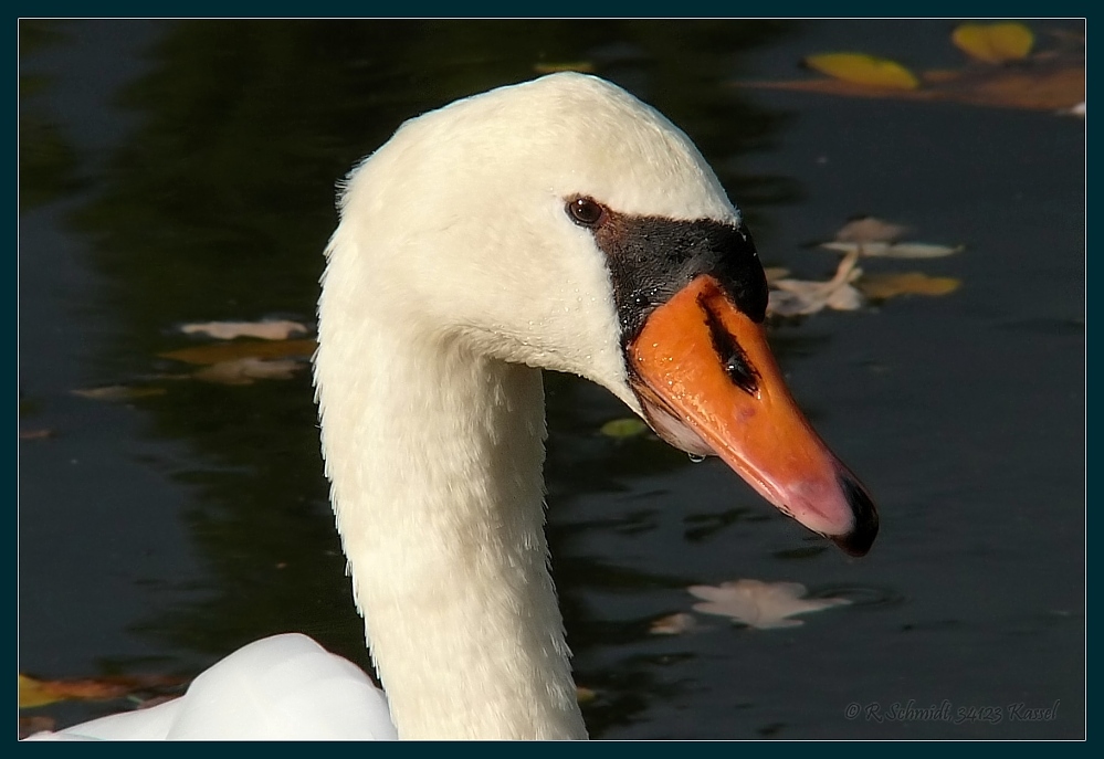 Schwan II