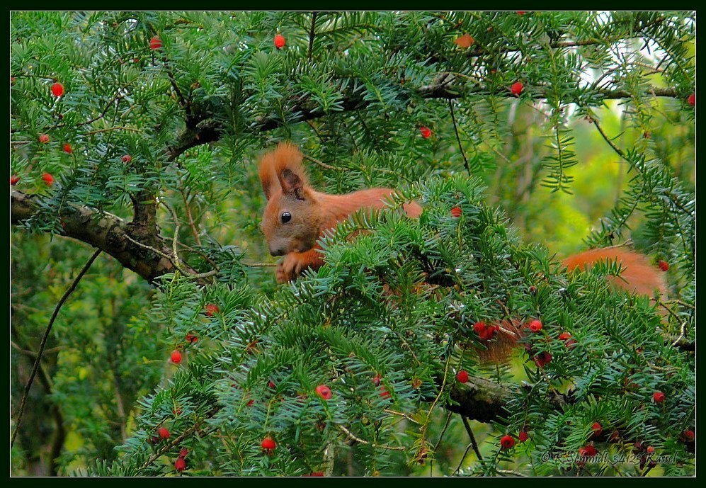 Eichhörnchen - Pinselohräffchen