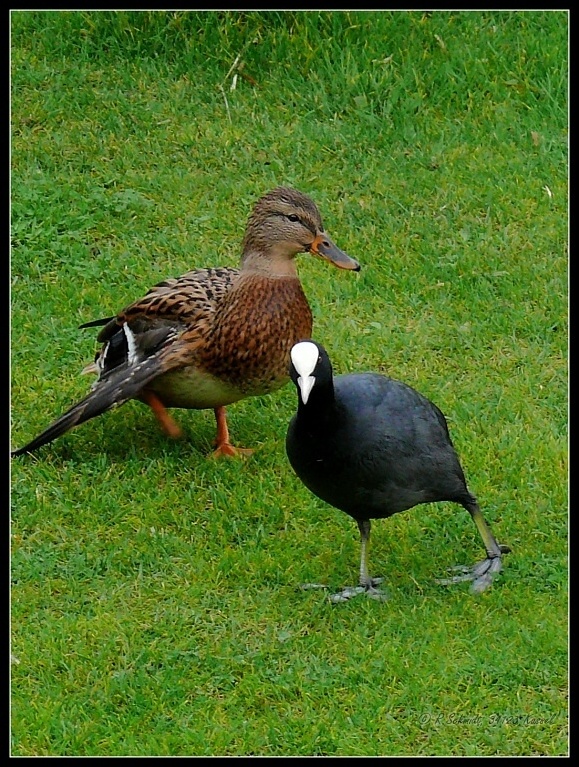 Seltsames Päärchen