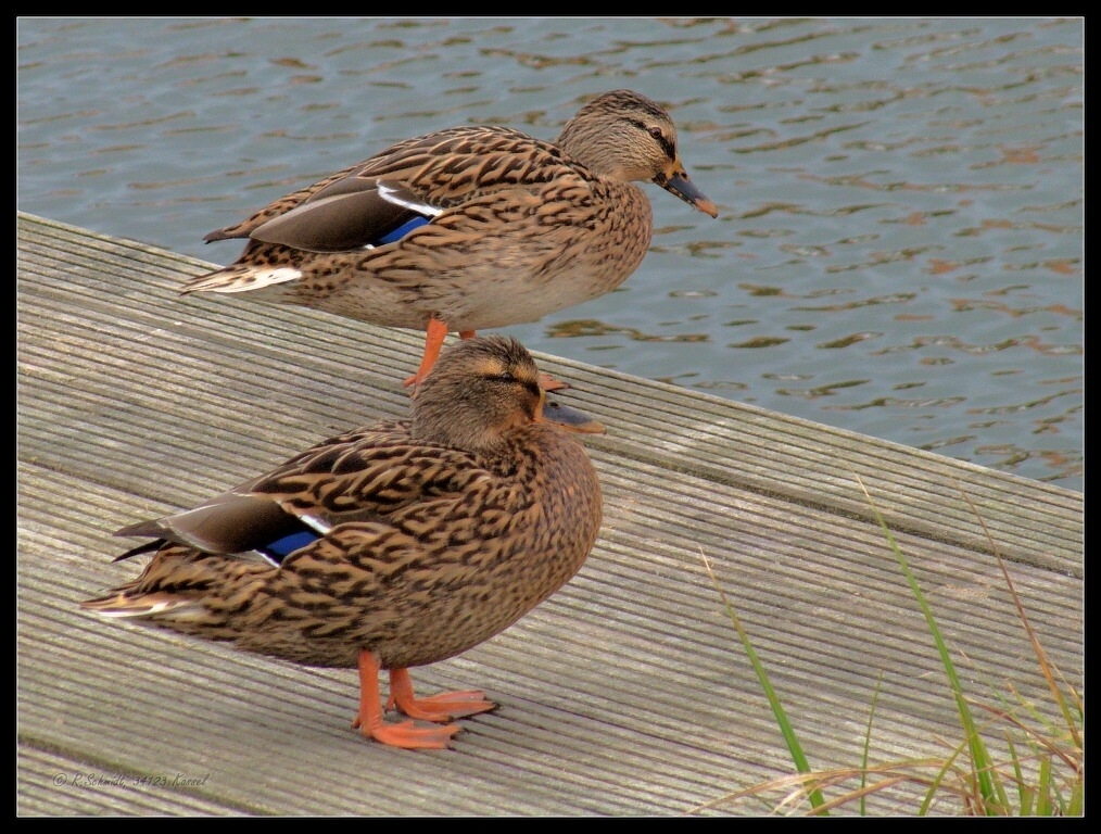 Stockentenweibchen