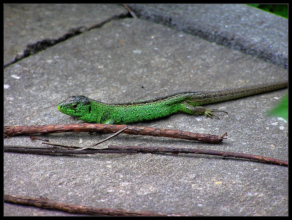 Zauneidechse männlich - Lacerta agilis I