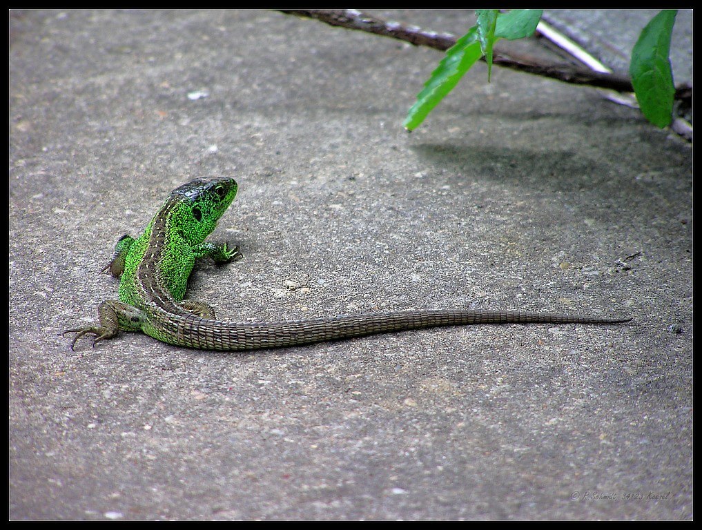 Zauneidechse männlich - Lacerta agilis II