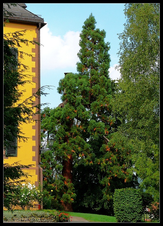 Gekappter Mammutbaum (am Altenwohnheim in Landau)