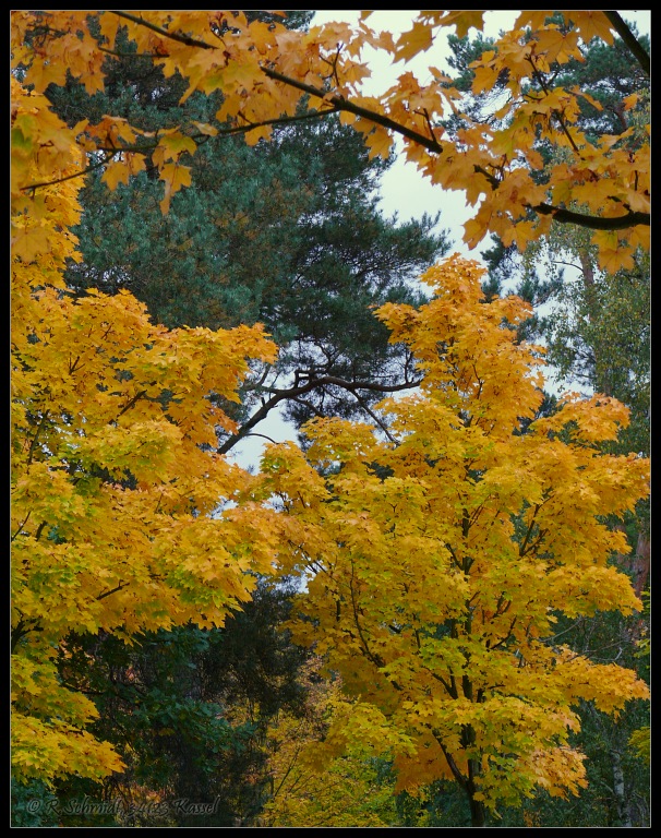 Goldener Oktober...