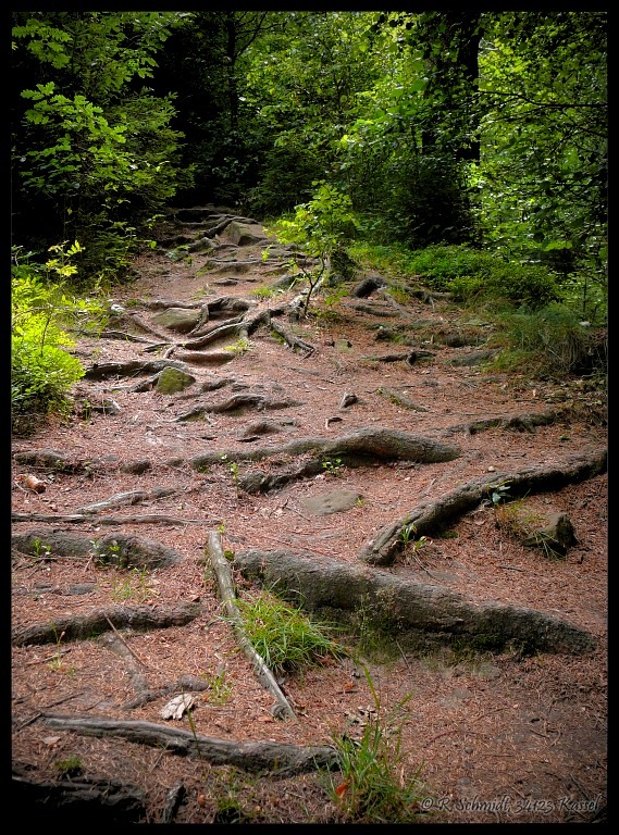 Holzweg...