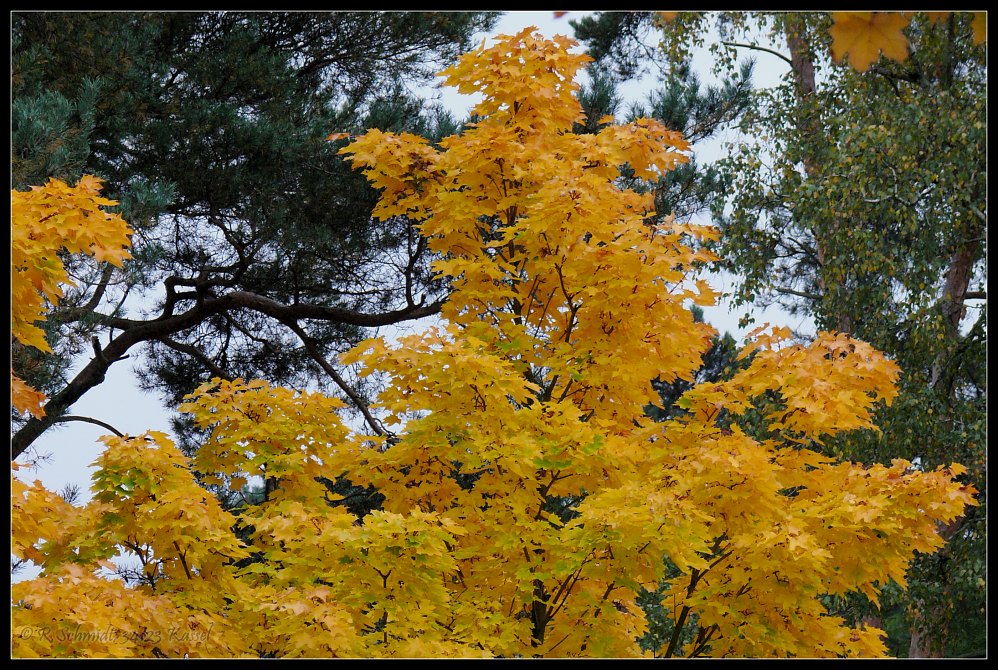 Laubgold...