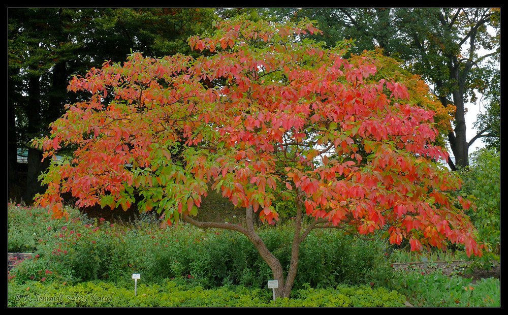 Leuchtendes Laub