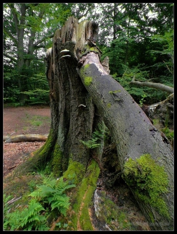 Urwald Sababurg - Baumruine