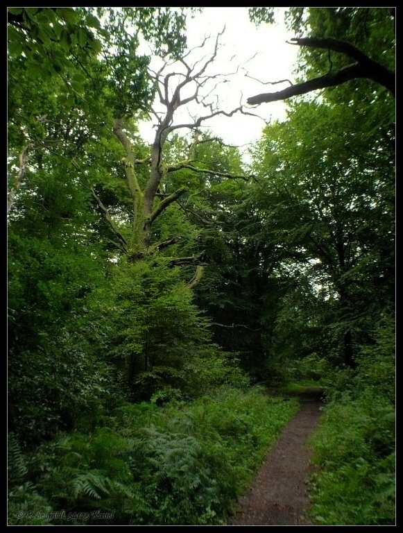 Urwald Sababurg - der Weg in den Urwald