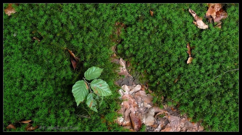 Urwald Sababurg - junge Buche im Sternmoos