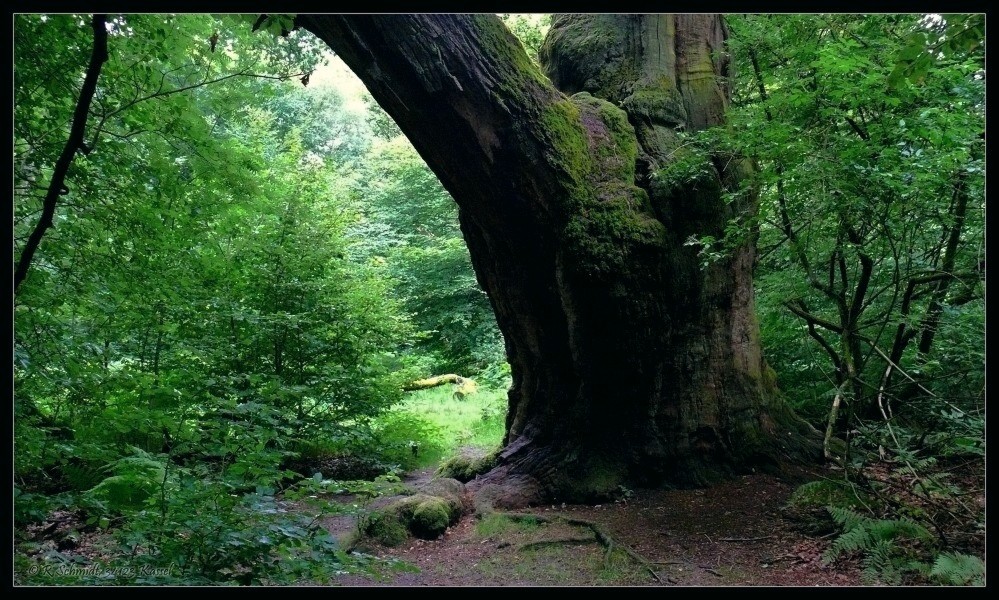 Urwald Sababurg - mächtiger Stammumfang