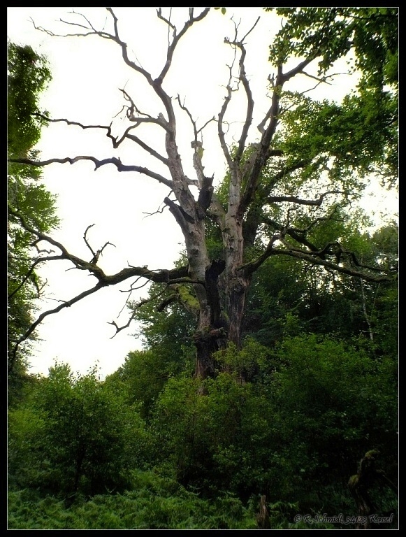 Urwald Sababurg - negativer Blitz gen Himmel